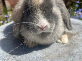 Gorgeous mini lops ready now