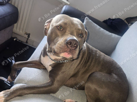 1 year old staffy cross