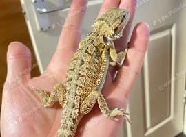 Bearded dragons