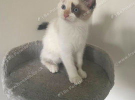 Beautiful female kitten