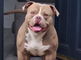 2 year old male pocket bully