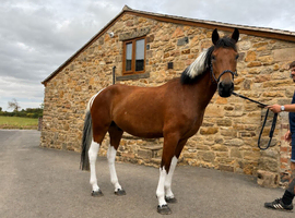 HARRY &mdash; EXCITING 4YO PROSPECT