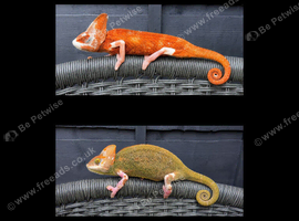CHAMELEONS