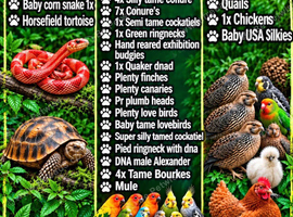 Cheap parrots