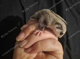 White face female Joey looking for home now