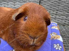 Beautiful self sows available