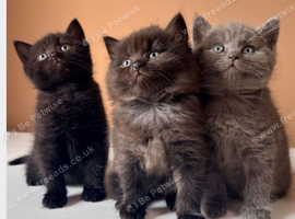 BRITISH SHORTHAIR RAGDOLL CROSS