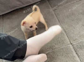 Ready to go chihuahua female