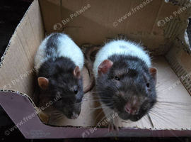 Rats