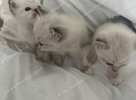 Ragdoll kittens