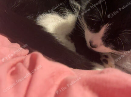 Cat for sale / rehomeing