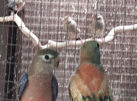 Hen bourkes