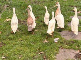 Runner ducklings