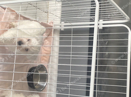 Westie pup for sale