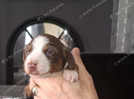 2 dachshunds for sale