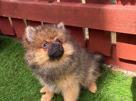2 stunning Pomeranian pups ready to go