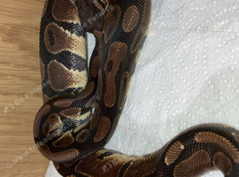 1 year old ball python