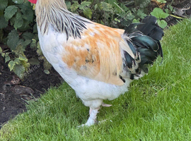 Light Sussex bantam