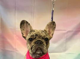 French bulldog merle