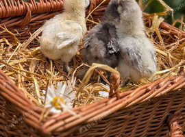 Silkie and Cream Legbar chicks