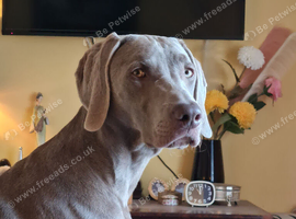 Weimaraner KC Registered 1 Yr Girl.