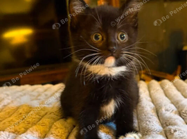 Ragdoll Cross Kittens &ndash; Ready for Their Forever Home