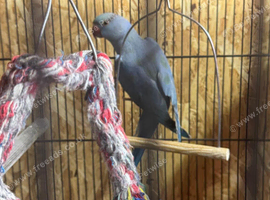 Blue Ringneck Parrot