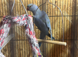 Blue Ringneck Parrot
