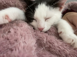 Male kitten