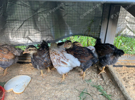 Wyandotte chicks