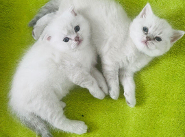Scottish fold and straight kittens