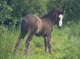 Black Pearl Colt Foal