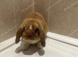 Male mini lop
