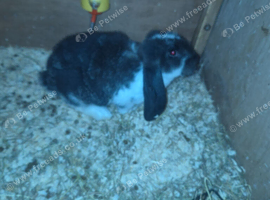 Giant French Lop