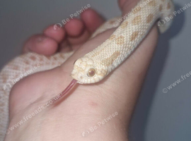 Young hognose