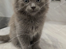 Gorgeous Fluffy Ragdoll-Cross Kittens