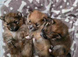 3 Beautiful Pomeranian Girls