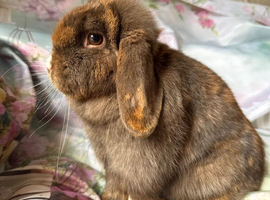 Adults and babies for sale pure bred mini lops