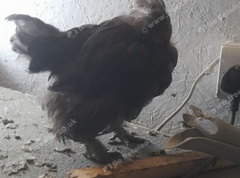 Necked neck bantam chickens