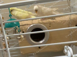 Pair of budgies for sale