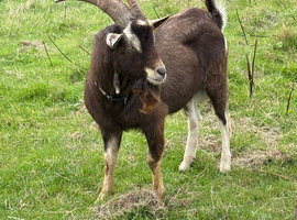 Billy Goat