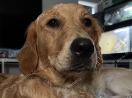 Beautiful Girl for Rehome