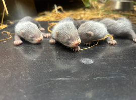Ferrets be ready in 4 week