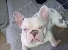 2 year old frenchie for stud