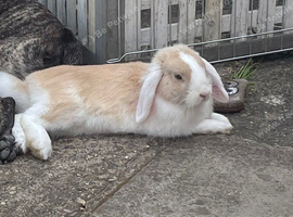 French lop buck