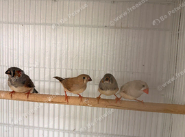 4 zebra finches for sale