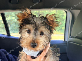 12 week old male mini Yorkshire Terrier