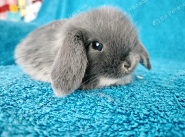 Selection of mini lop babies available