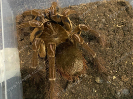 Goliath Birdeater And More