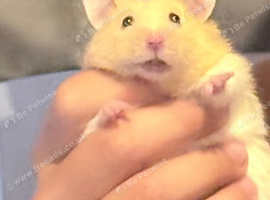 Syrian hamster 4 months old with cage & accessories